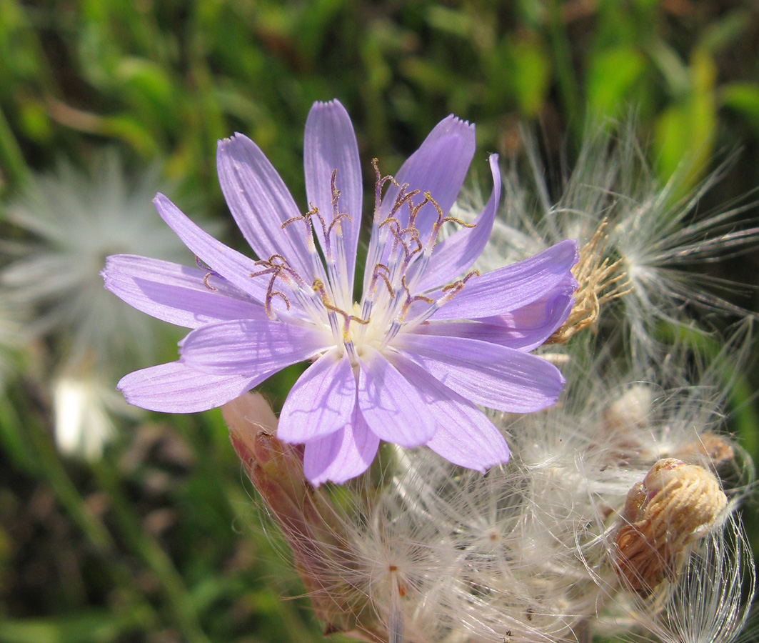 Image of Lactuca tatarica specimen.