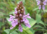 Stachys palustris