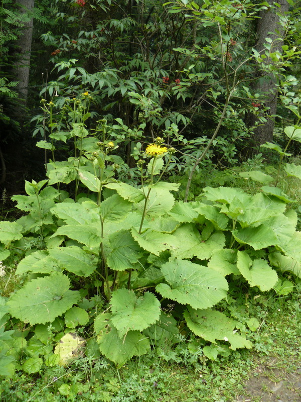 Image of Telekia speciosa specimen.