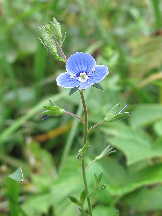 Image of Veronica vindobonensis specimen.