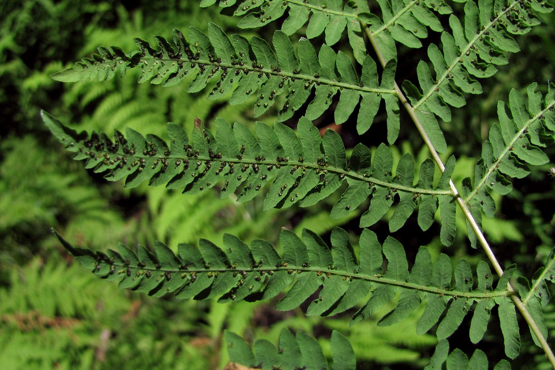 Изображение особи Thelypteris palustris.