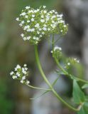 Valeriana montana