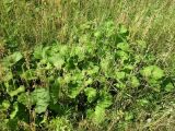 Tussilago farfara