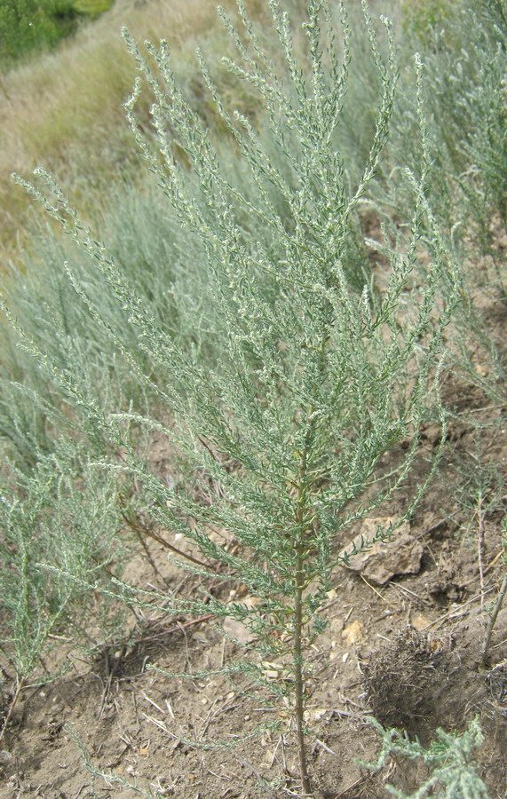 Image of Sedobassia sedoides specimen.