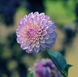 Dahlia × cultorum. Соцветие. Московская обл., Раменский р-н, окр. дер. Хрипань, садовый участок. 15.08.2011.