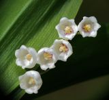 Convallaria majalis