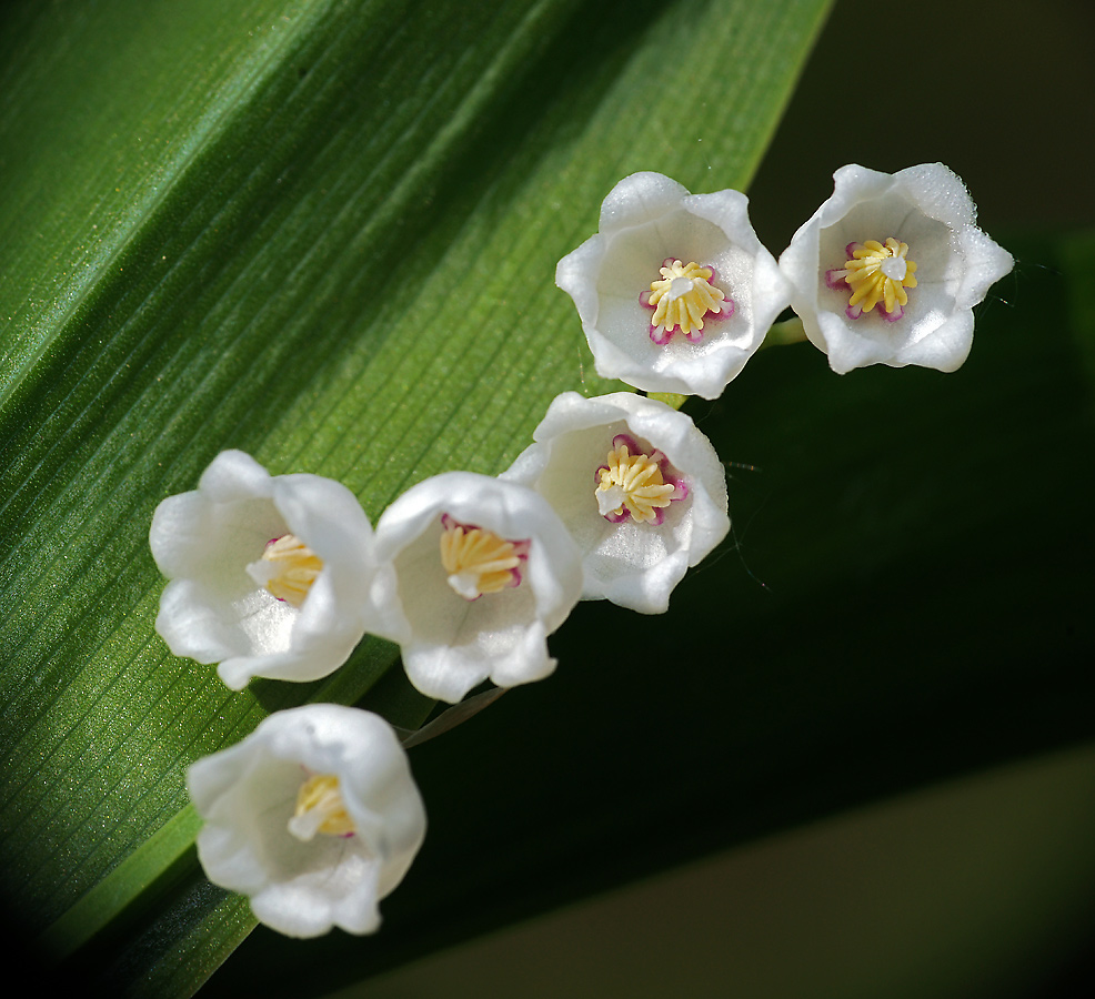 Изображение особи Convallaria majalis.