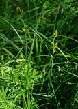 Carex melanostachya