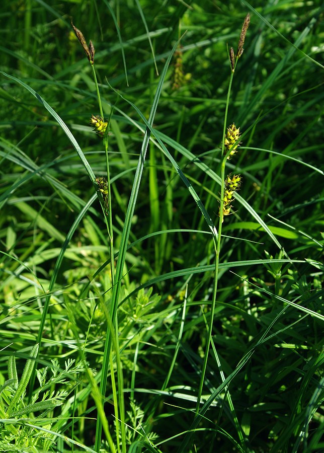 Image of Carex melanostachya specimen.