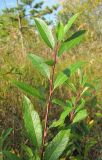 Salix phylicifolia