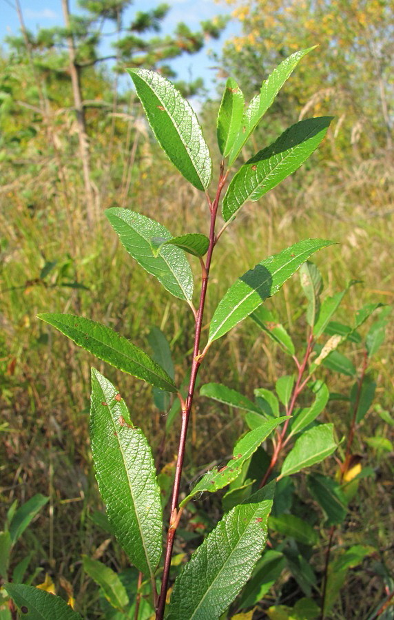 Изображение особи Salix phylicifolia.