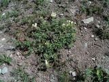 Scutellaria oreades