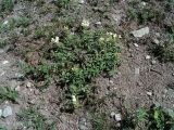 View full-size image Scutellaria oreades