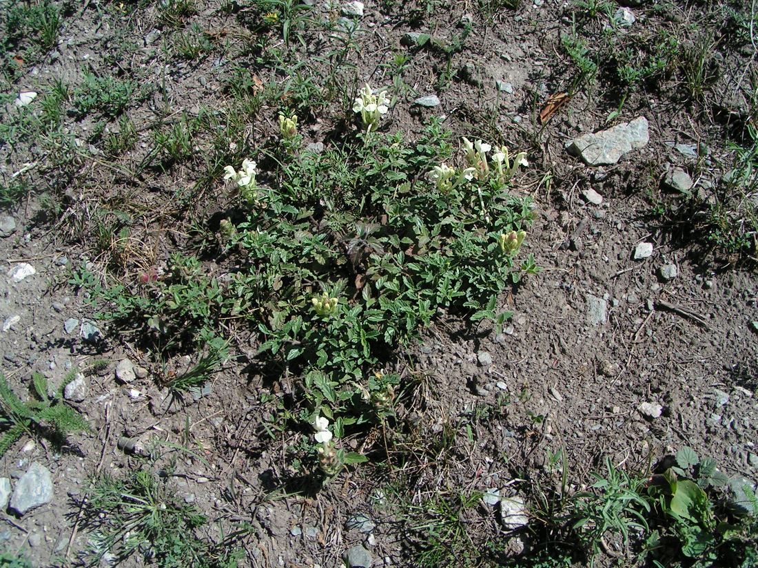 Изображение особи Scutellaria oreades.