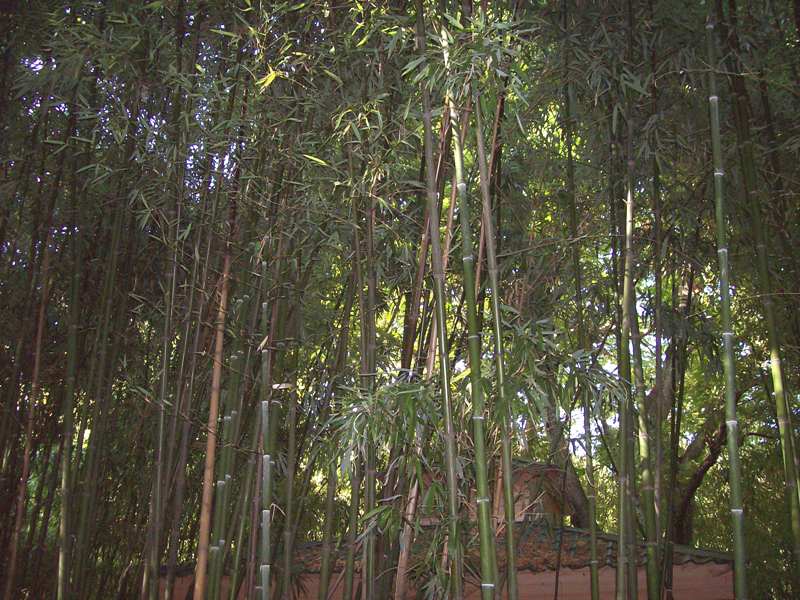 Image of Phyllostachys viridi-glaucescens specimen.