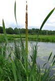 Typha latifolia