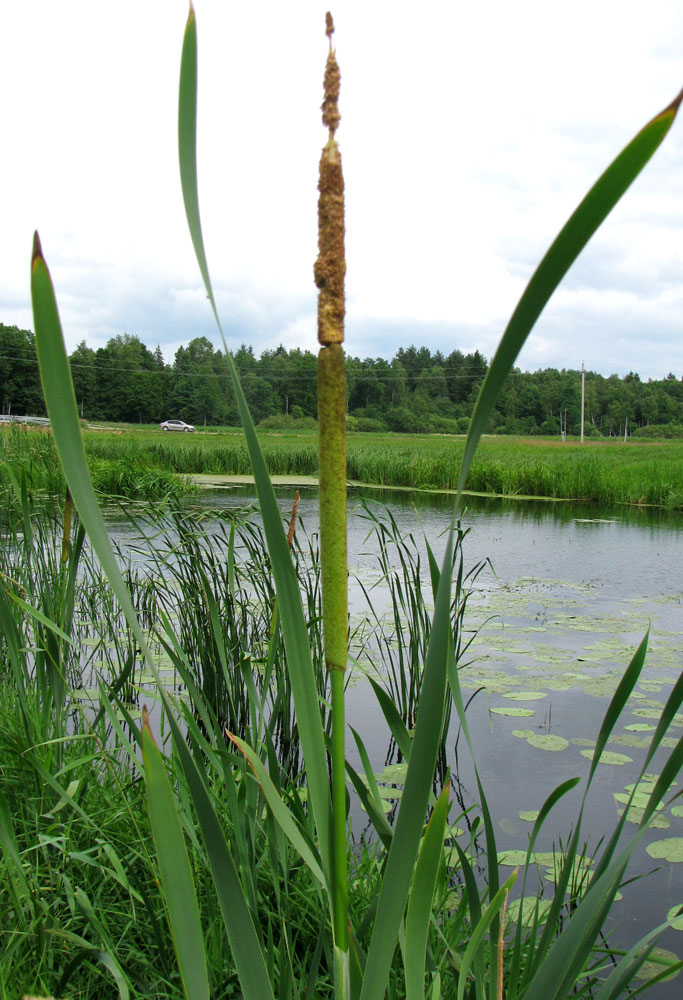 Изображение особи Typha latifolia.