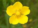 род Potentilla