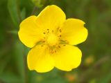 Potentilla