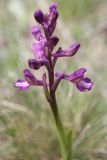 Anacamptis подвид caucasica