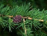 Larix sibirica