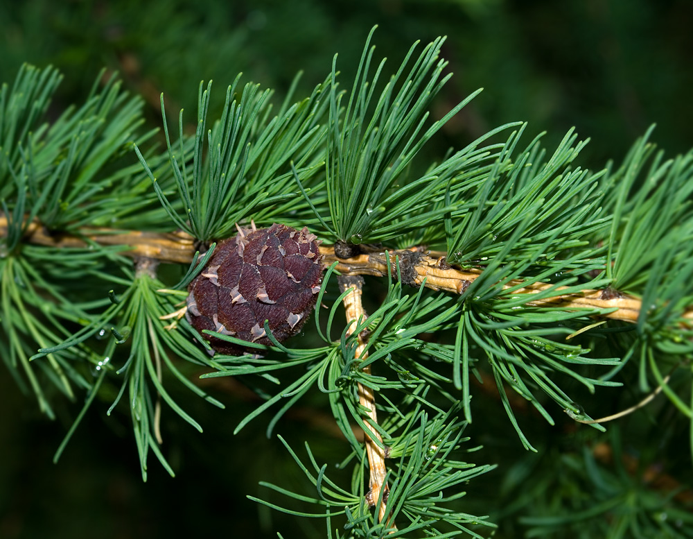 Изображение особи Larix sibirica.