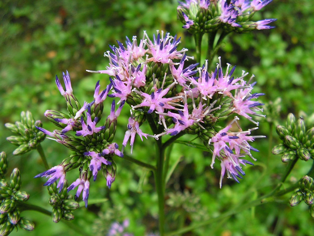 Изображение особи Saussurea triangulata.