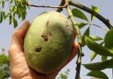 Ceiba speciosa