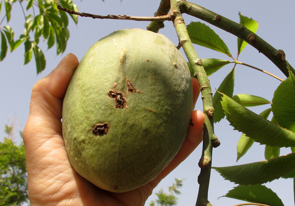 Изображение особи Ceiba speciosa.