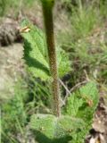 Verbascum spectabile