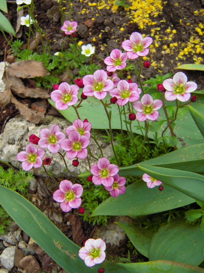 Image of Saxifraga × arendsii specimen.