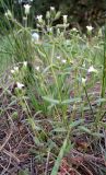 Cerastium pseudobulgaricum. Цветущие и плодоносящие растения. Ростовская обл., Усть-Донецкий р-н, заказник \"Нижне-Кундрюченский\", окр. станицы Усть-Быстрянская, на песчаной почве. 21.04.2012.