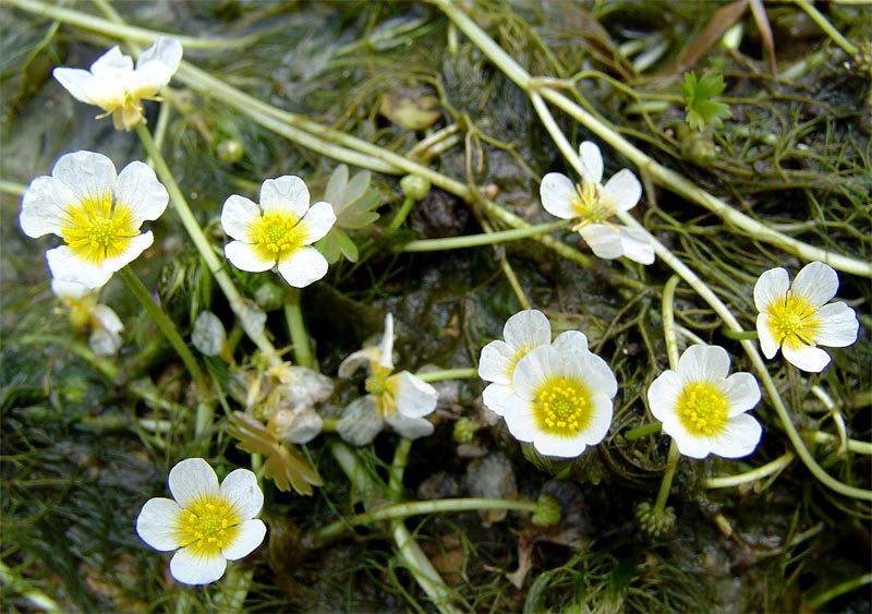 Image of Ranunculus aquatilis specimen.