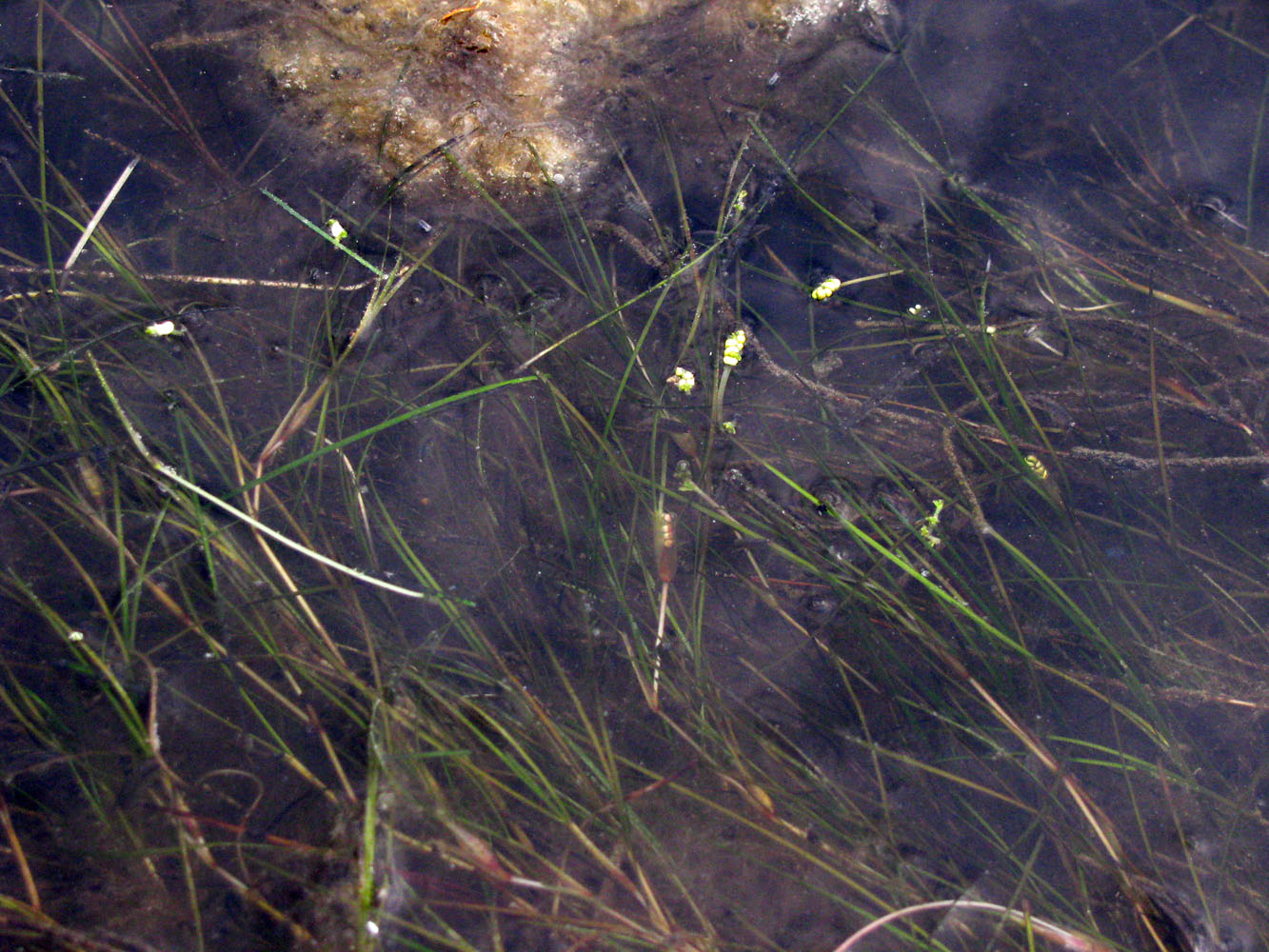 Image of Ruppia spiralis specimen.