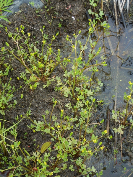 Image of Ranunculus sceleratus specimen.