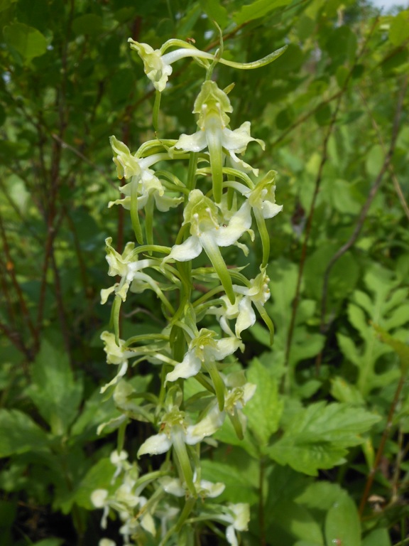 Изображение особи Platanthera densa.