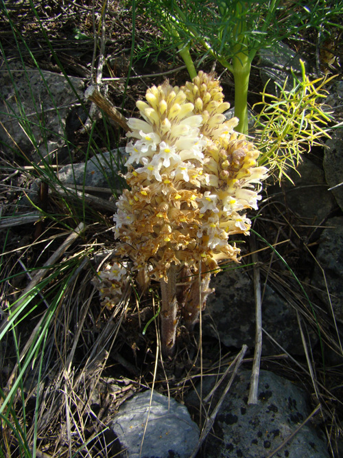 Image of Orobanche kotschyi specimen.