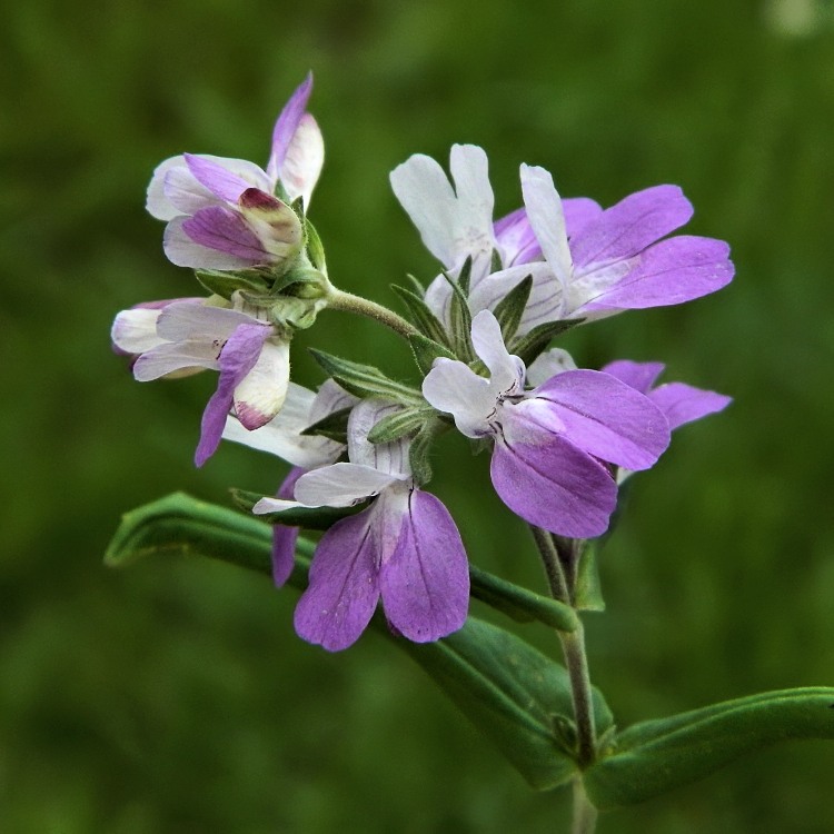 Image of Collinsia heterophylla specimen.