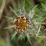 Carlina vulgaris. Соцветие (вид сверху). Испания, Кантабрия, Cabarceno Natural Park, горные кустарниковые заросли. 12.06.2012.