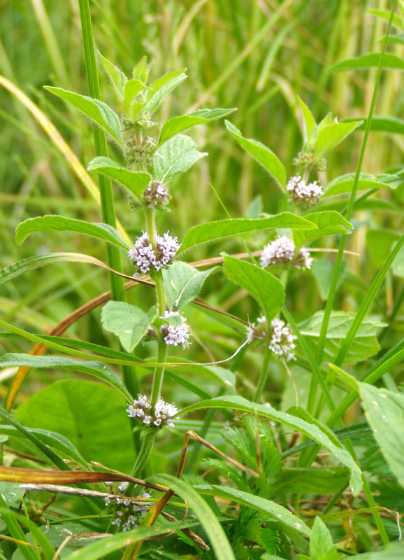 Image of Mentha arvensis specimen.