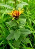 genus Inula