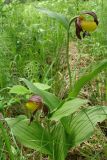 Cypripedium calceolus