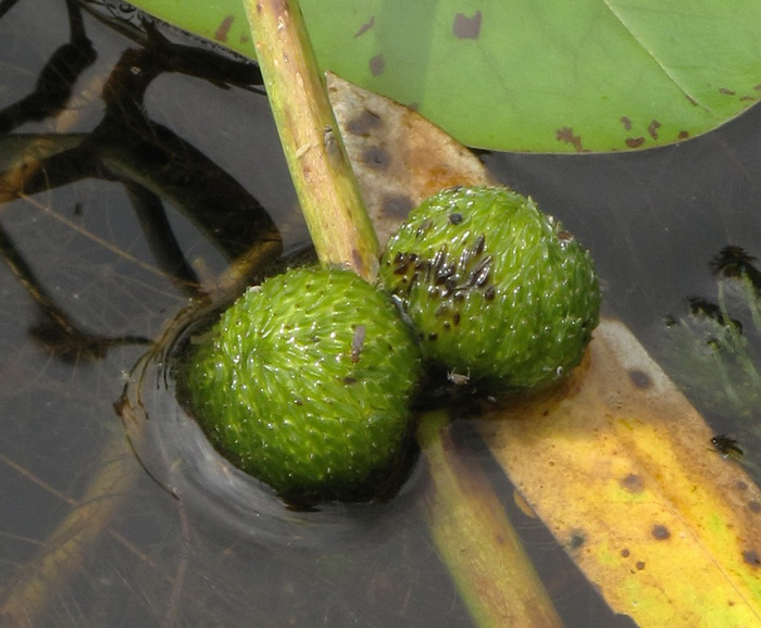 Изображение особи Sagittaria natans.