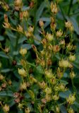 Linum flavum. Верхушка побега с незрелыми плодами. Германия, г. Krefeld, ботанический сад. 31.07.2012.