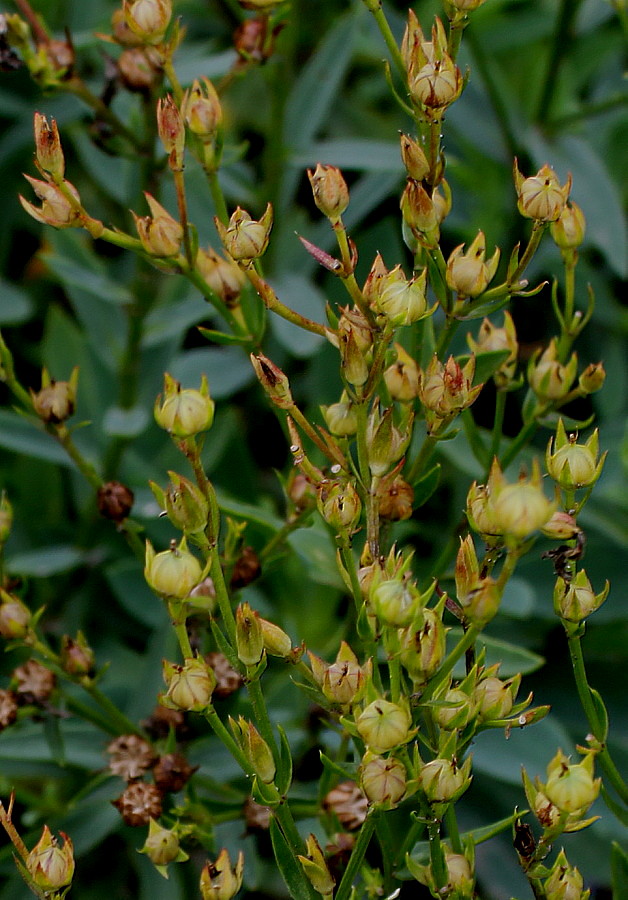 Изображение особи Linum flavum.