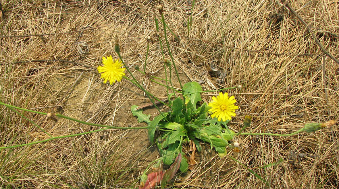 Hypochaeris radicata - Изображение особи - Плантариум