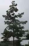 Quercus coccinea. Молодое дерево ('Splenders'). Нидерланды, г. Venlo, \"Floriada 2012\". 11.09.2012.