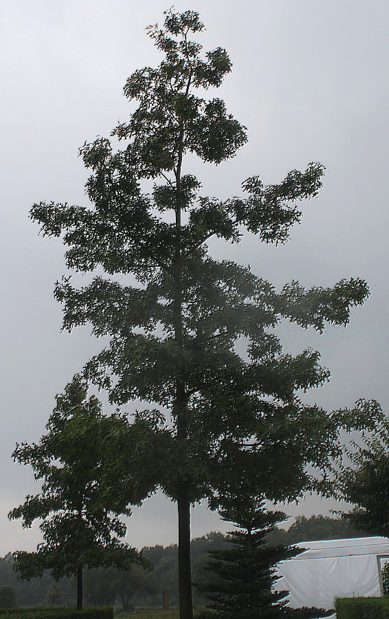 Image of Quercus coccinea specimen.