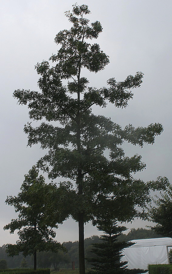 Изображение особи Quercus coccinea.