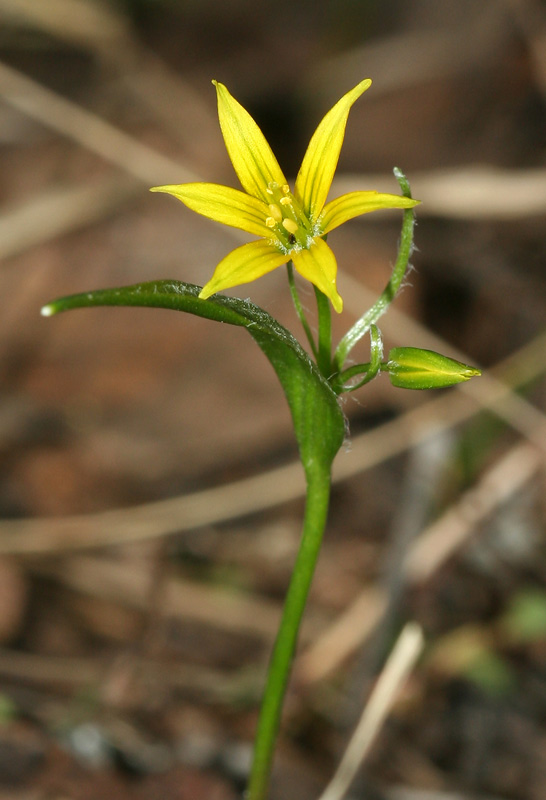 Image of Gagea minima specimen.